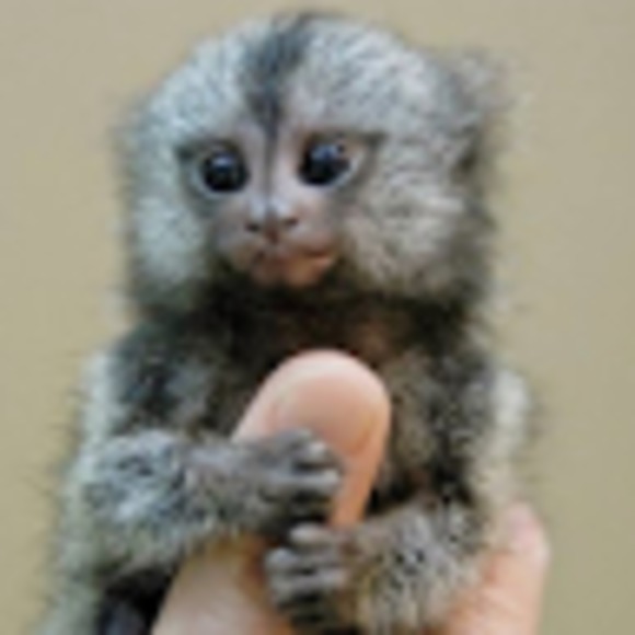 Meet your Posher, Maggie - Picture 1 of 1